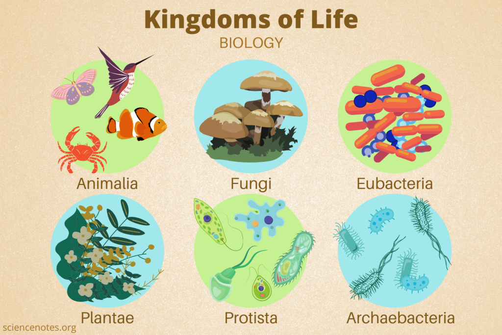Illustration by Science Notes (sciencenotes.org)