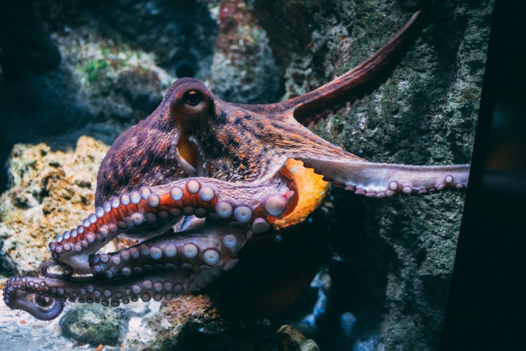 Photo by Diane Picchiottino on Unsplash