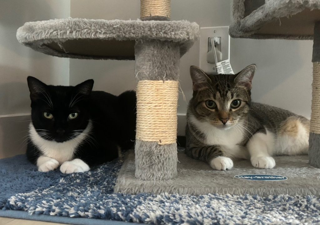 The author’s two cats, Lexi (left) and Luna (right)