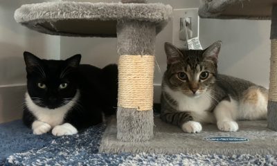The author’s two cats, Lexi (left) and Luna (right)